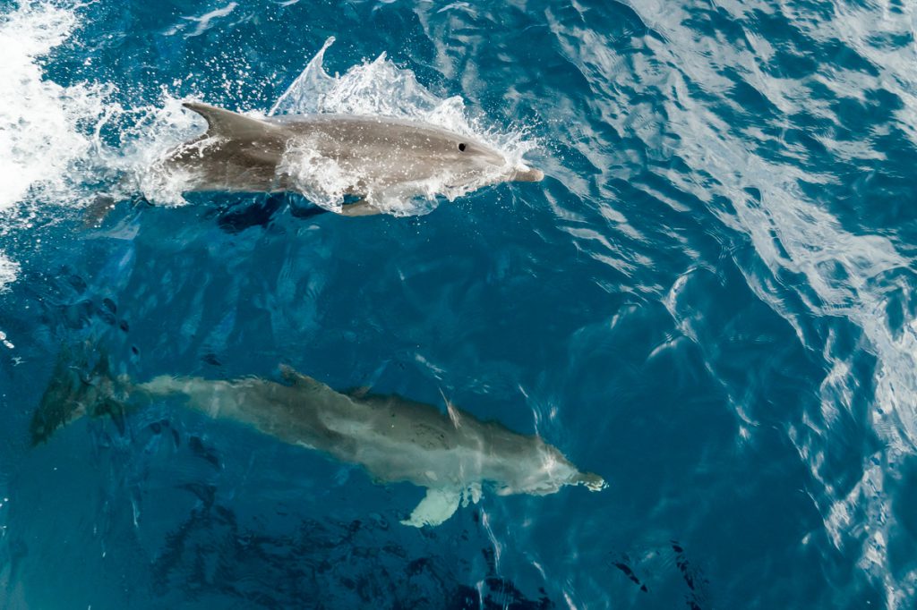 Bottlenose dolphins near the Great Barrier Reef