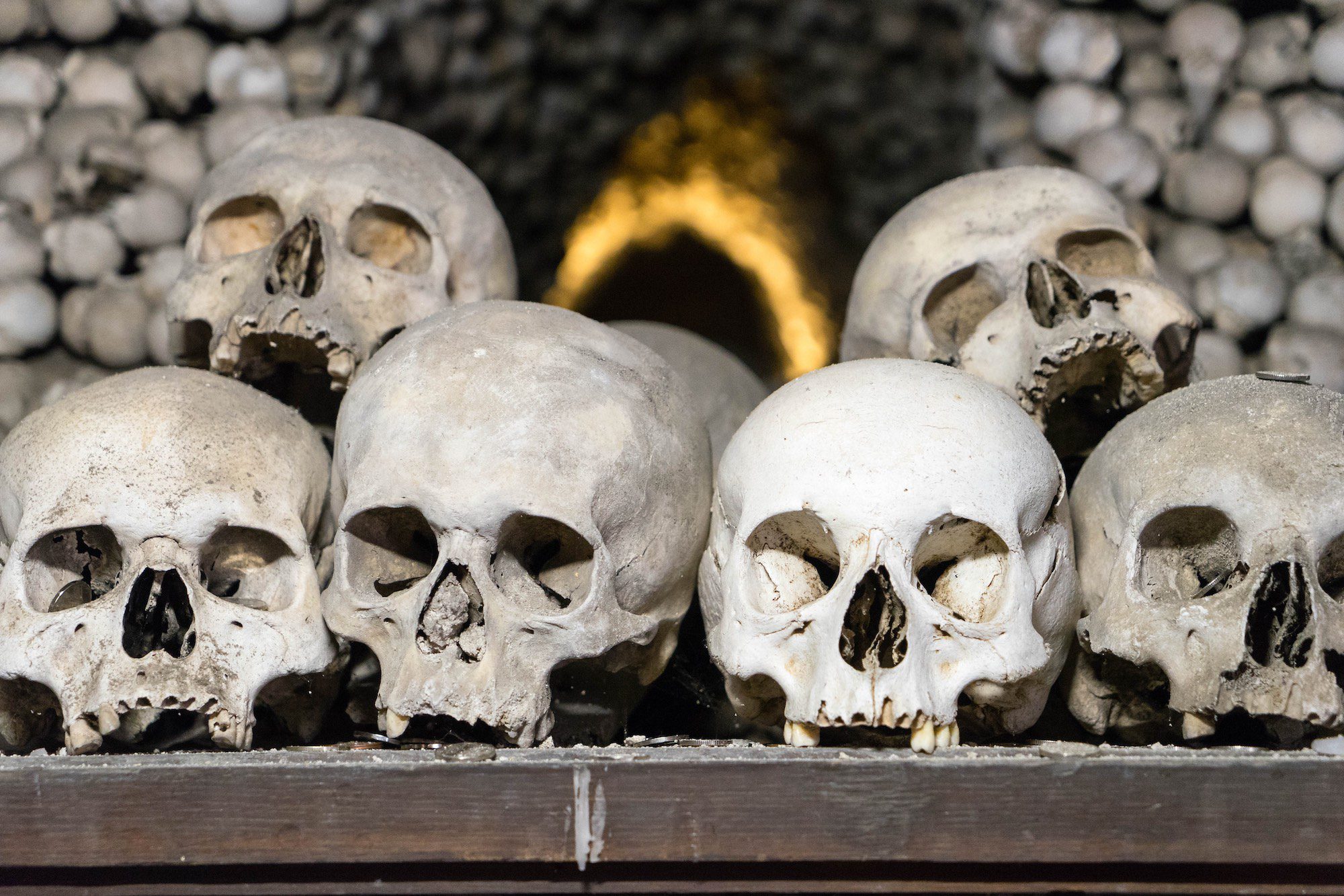 The image shows a row of human skulls arranged neatly on a shelf, with more skulls and bones visible in the blurred background.