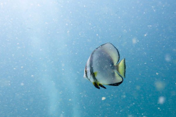 A solitary, disk-shaped marine fish with a translucent body swims among tiny particles in the clear blue waters of the ocean.