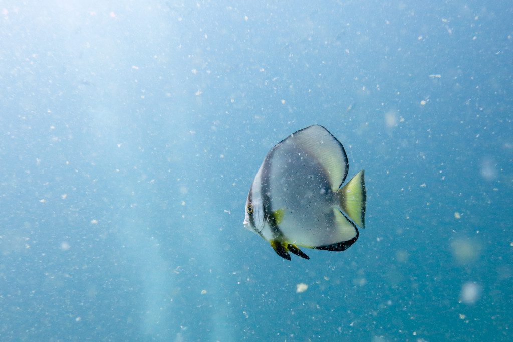A solitary batfish swims through cloudy water at the Twins dive site off the coast of Koh Tao, Thailand.
