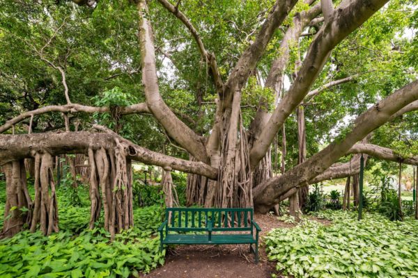 This is an image of a large, sprawling banyan tree with numerous aerial roots, beside which stands a solitary green bench amid lush, green foliage.