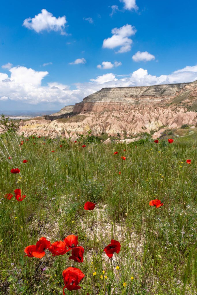A scenic landscape with lush red poppies in the foreground and eroded rock formations under a blue sky with scattered clouds in the background.