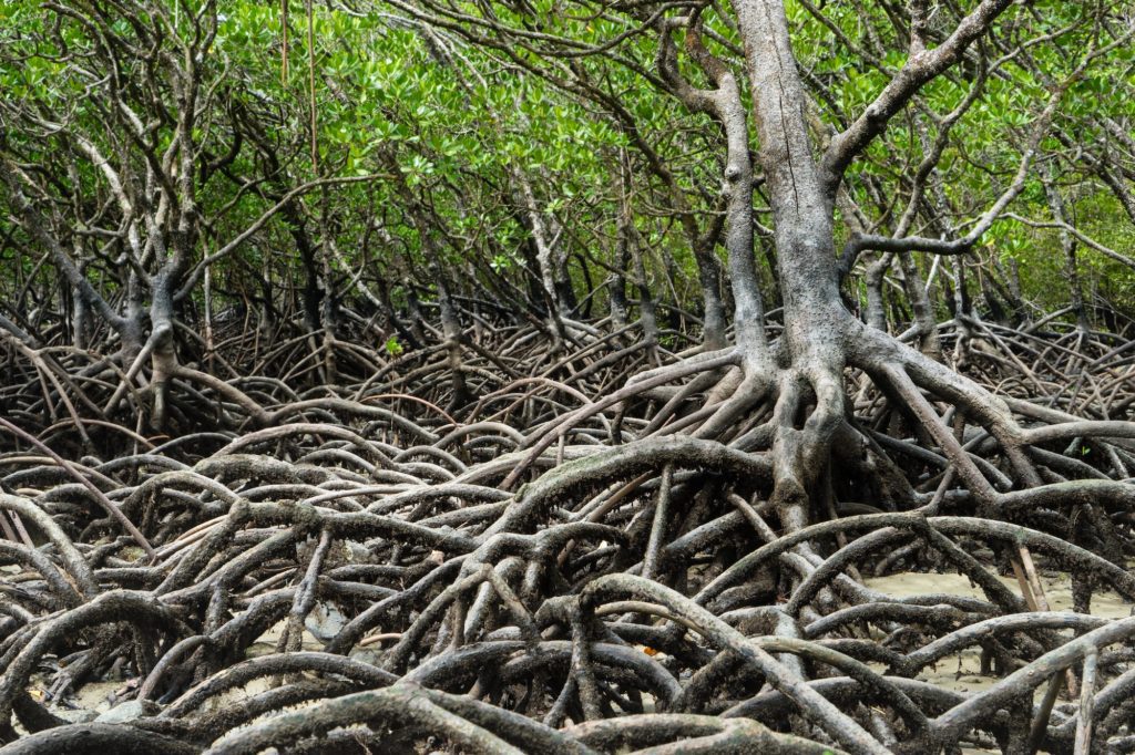 This image shows a dense mangrove forest with intricate networks of exposed roots intertwining and sprawling across the ground, with green foliage in the background.