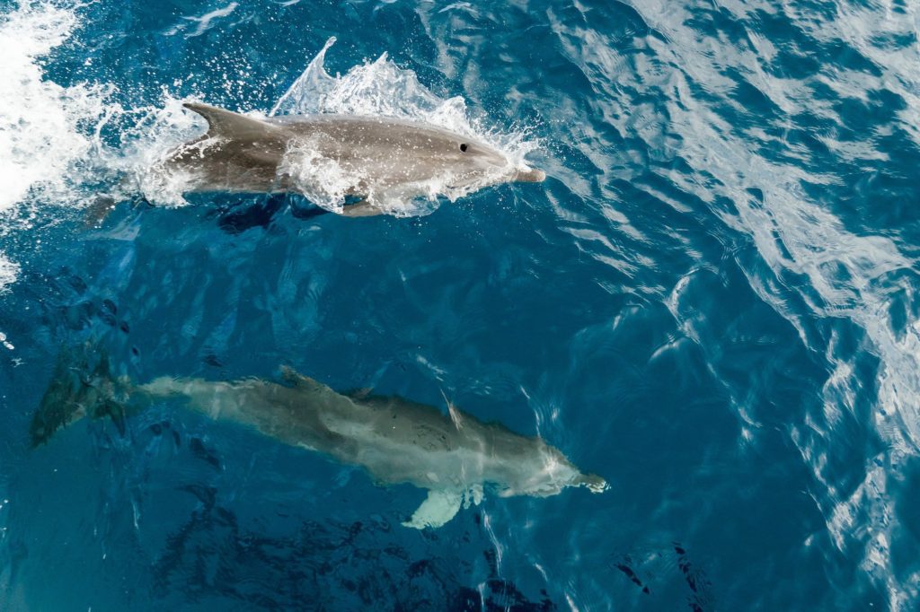 A dolphin is swimming near the surface of the clear, blue ocean, with its reflection visible underneath. Splashing water highlights its swift movement.