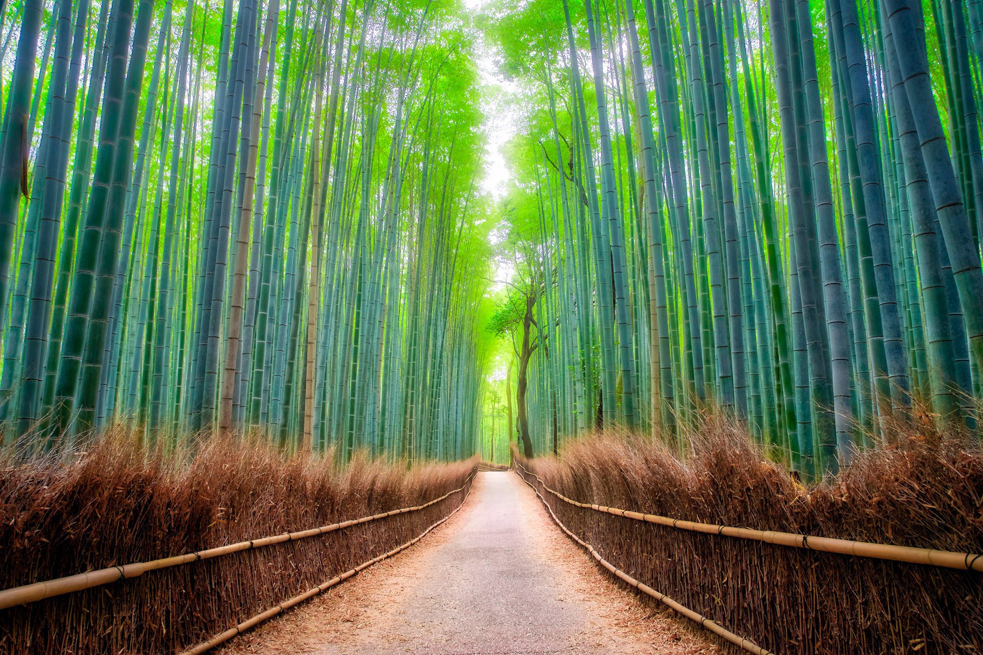 A serene path stretches through a dense bamboo forest, with towering green stalks rising on either side, and a soft, hazy light filtering through the canopy.