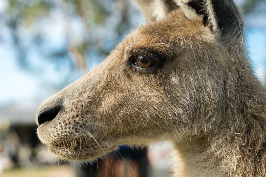 Close-up of a kangaroo's head, showing detail of its fur, eyes, and snout, with blurred background suggesting a natural, outdoor setting.