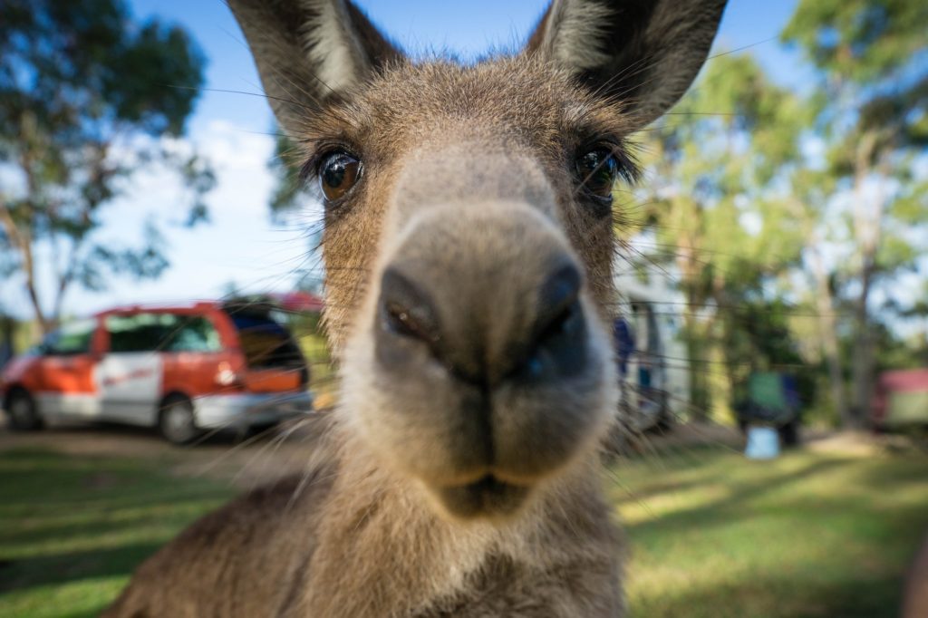 A close-up of a kangaroo's face dominates the foreground. In the blurry background, there's a grassy area with trees, a fence, and parked vehicles.
