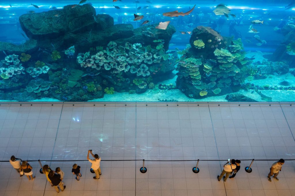 People are sitting and standing in front of a large, vibrant aquarium tank observing various fish and coral reefs, under a soft blue light.