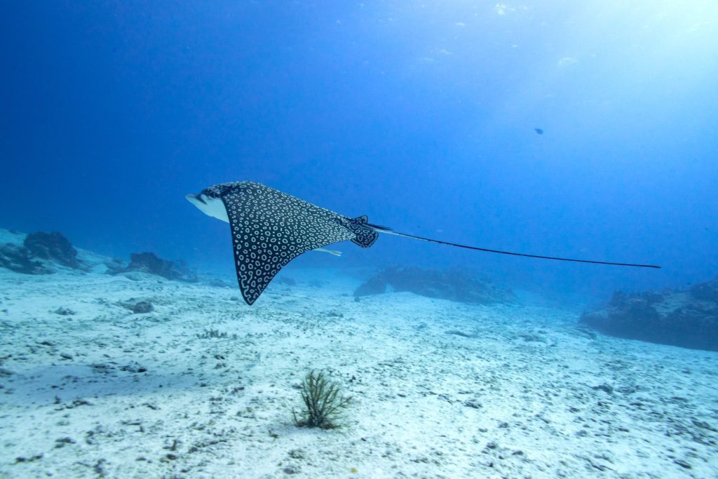 An eagle ray is gliding over a sandy seabed with small rocks and marine plants, under blue water with sunlight filtering through from above.