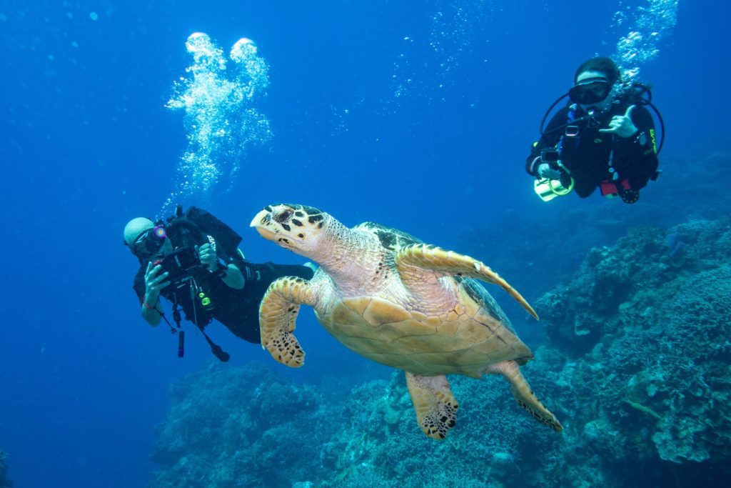 Two scuba divers are underwater observing a majestic sea turtle swimming near them. Bubbles ascend from the divers amidst the serene blue ocean.