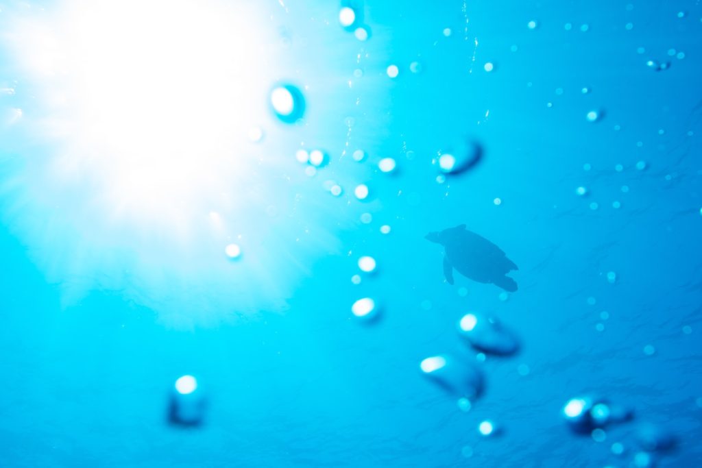 Underwater view with sun rays penetrating the surface, creating a bright flare. Silhouette of a lone sea turtle swimming above, surrounded by bubbles.