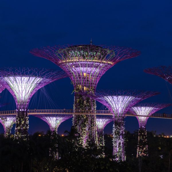 This image shows illuminated, tree-like structures connected by a skywalk amidst foliage against a dusk sky—possibly part of a futuristic garden or park.