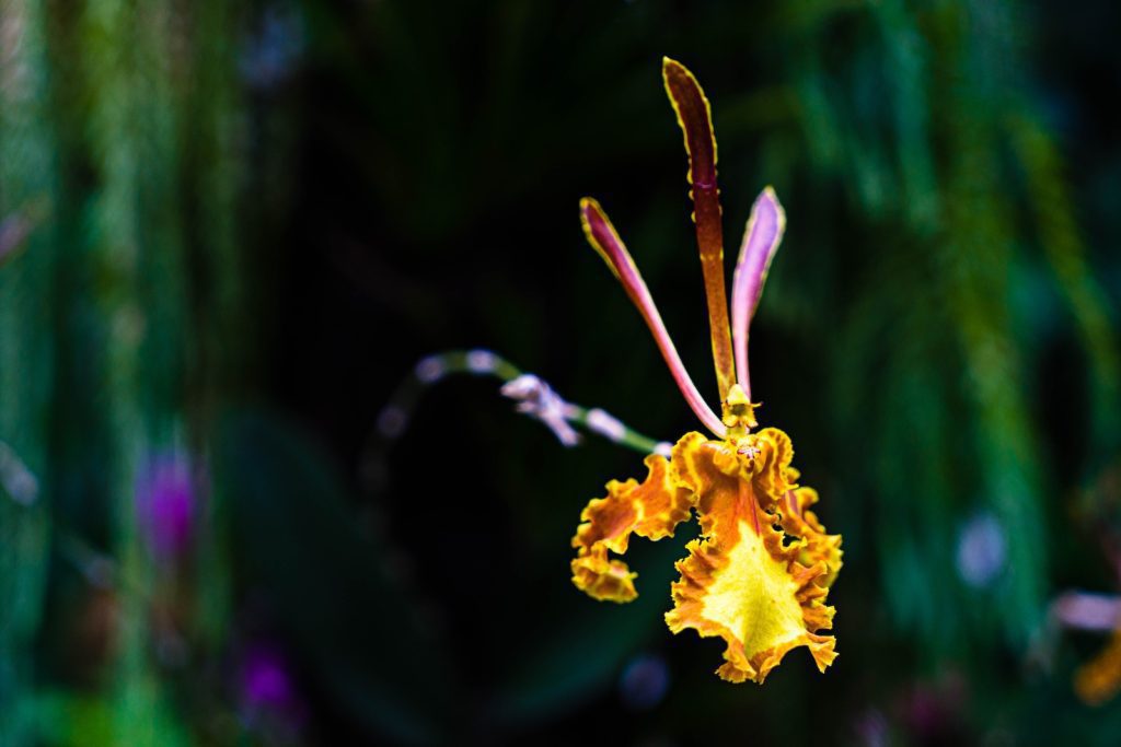 A vibrant yellow orchid with ruffled edges stands out sharply against a dark, blurred background of lush greenery in what appears to be a garden setting.