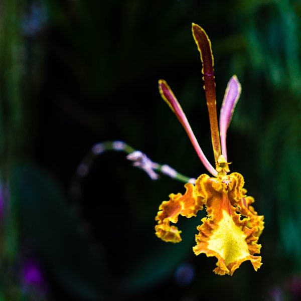 A vibrant yellow orchid with ruffled edges stands out sharply against a dark, blurred background of lush greenery in what appears to be a garden setting.