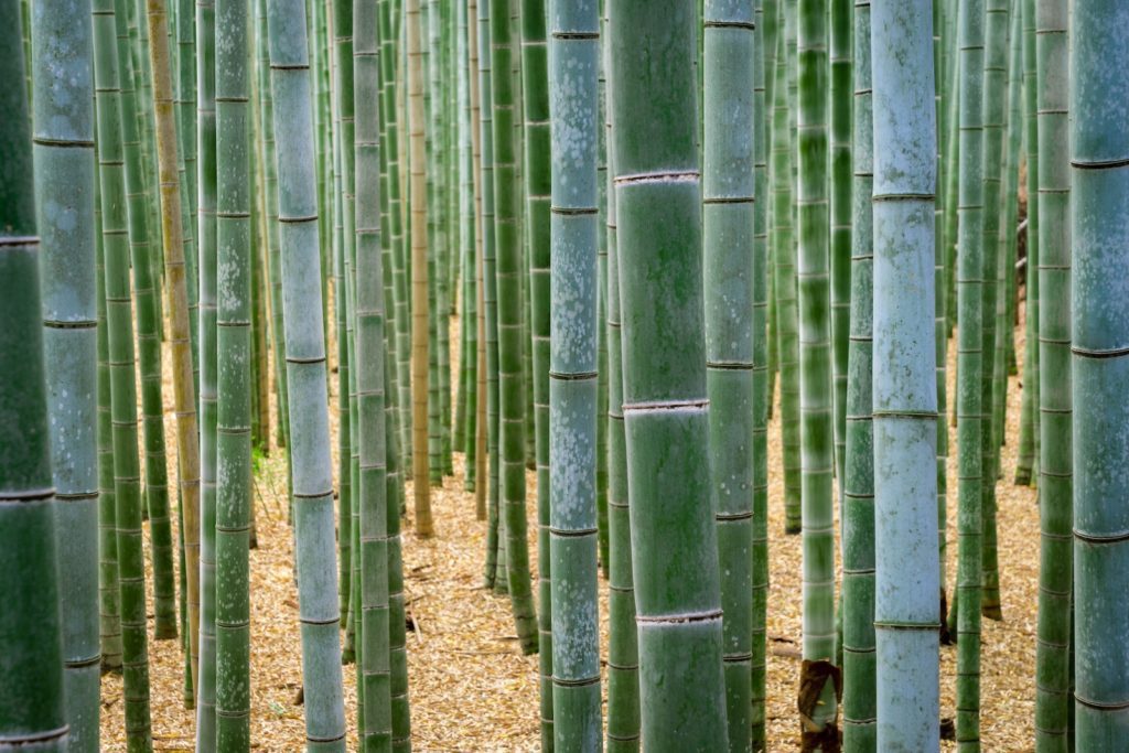 This image shows a dense forest of tall, green bamboo stalks. The ground is covered with bamboo leaves, creating a peaceful, natural scene.