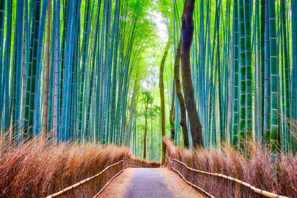 A serene path leads through a dense bamboo forest with towering green stalks. Brown underbrush lines the sides, with sunlight filtering through the leaves above.