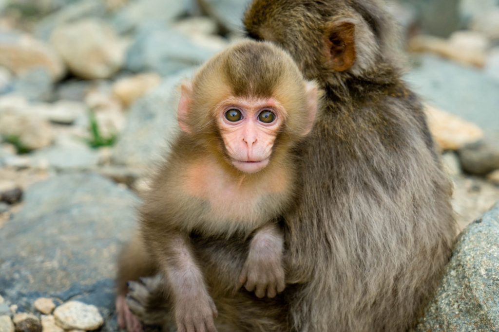 A baby monkey with wide eyes embraces an adult monkey amidst pebbles. The baby's curious gaze is heartwarming, evoking a sense of innocence and protection.