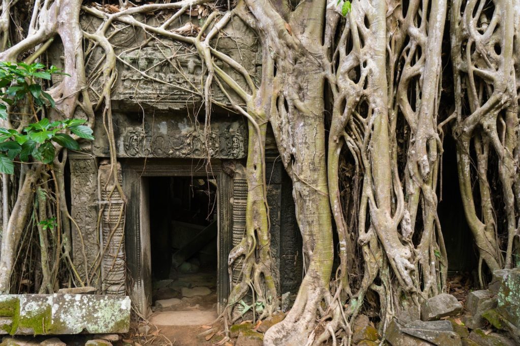 An ancient stone doorway is ensnared by a dense network of tree roots in a jungle, illustrating a dramatic intersection of nature and human architecture.