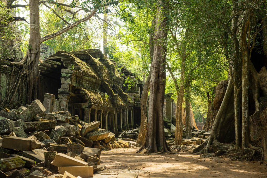 Ancient temple ruins and giant tree roots intertwine under a canopy of trees, evoking a mystical atmosphere in a forested area with scattered stonework.