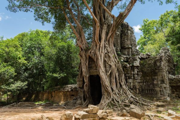 An ancient temple ruin overgrown with large tree roots under a blue sky, amidst a lush forest, showcasing the entwined relationship between nature and history.