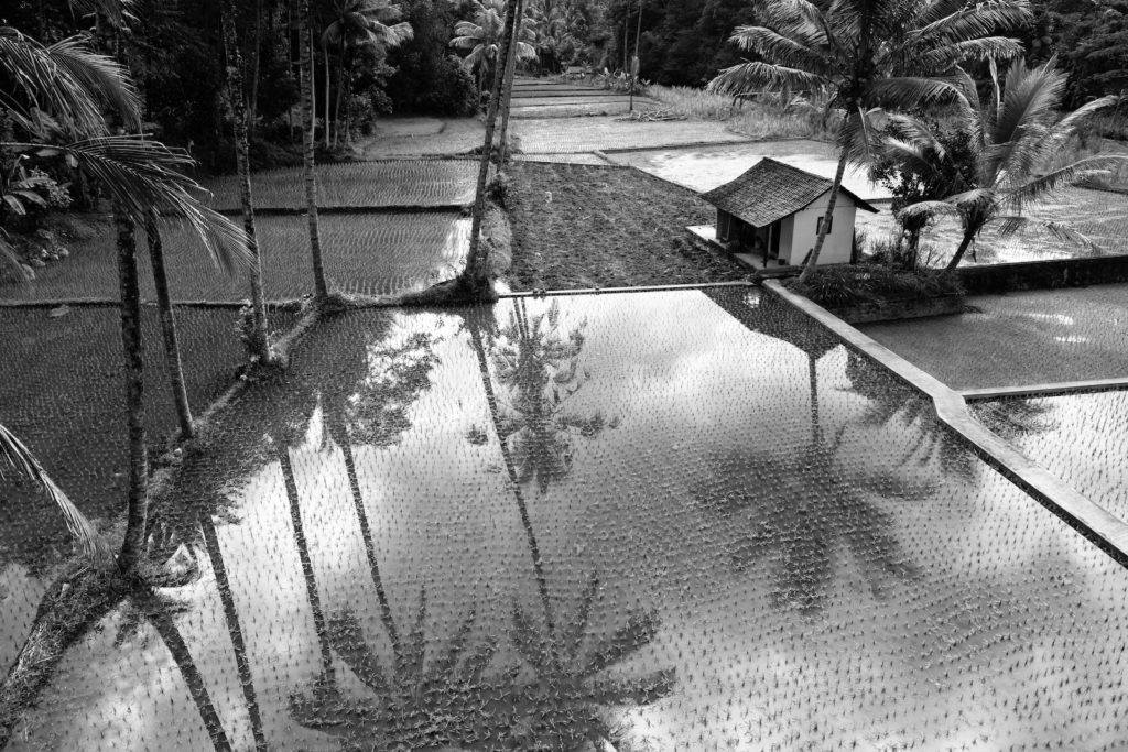 Black and white photo of a tranquil rice paddy scene with standing water reflecting palm trees, a small hut on the right, and lush vegetation surrounding.