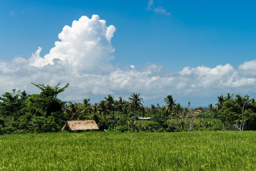 Lush green rice fields with a traditional thatched hut in the foreground. Tropical trees in the background under a blue sky with billowing clouds.