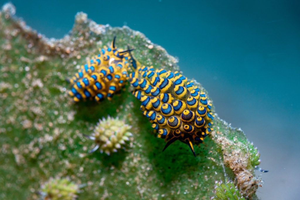 Two yellow nudibranchs with blue spots and black patterns are crawling on marine vegetation under water, showcasing their vibrant colors and unique shapes.