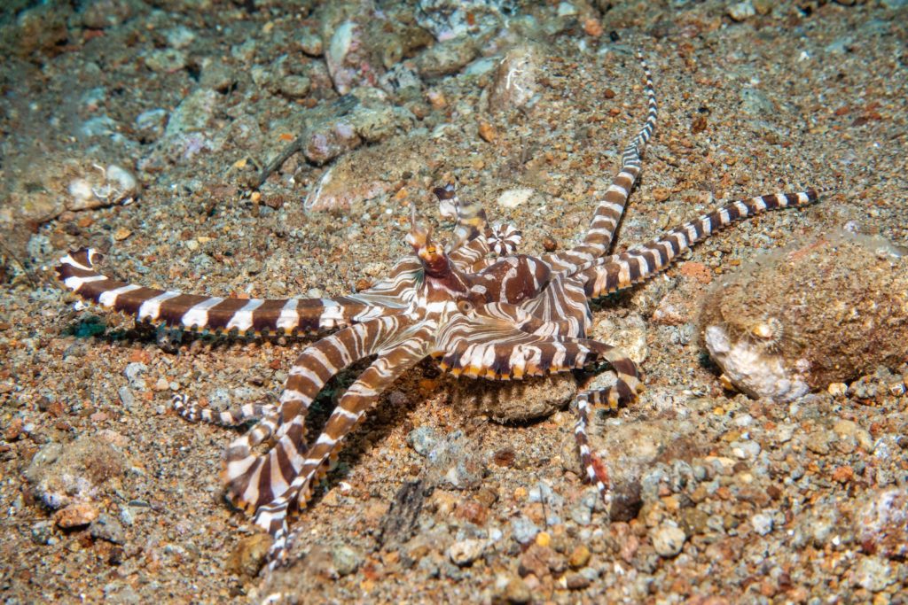 This image shows a mimic octopus on a sandy ocean floor, with striped arms extended. Its unique pattern camouflages it among the small rocks and debris.