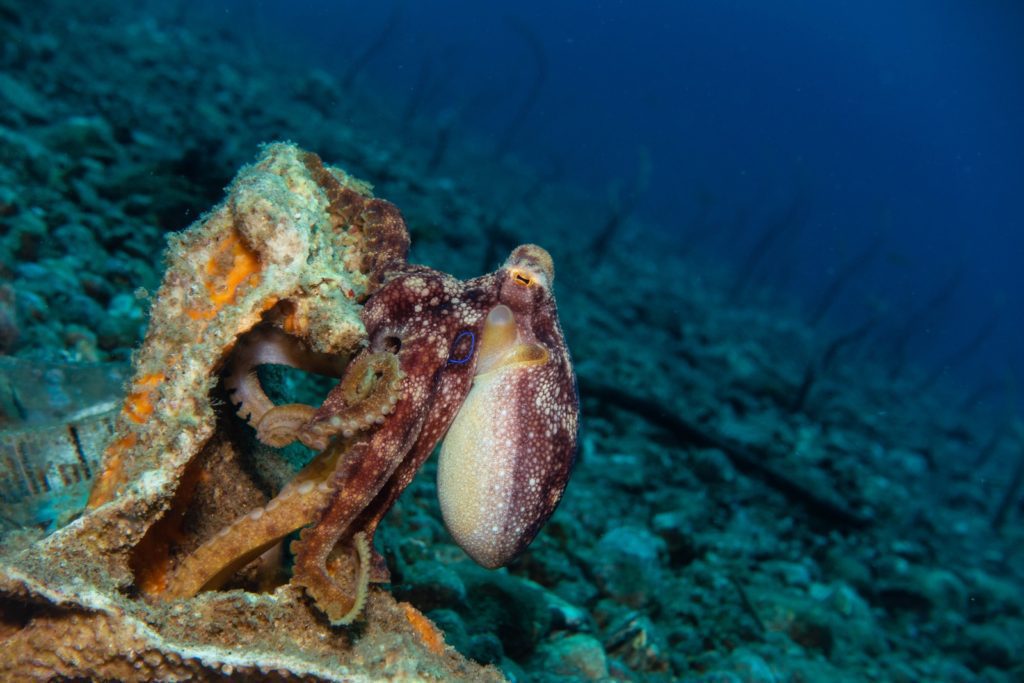 A speckled octopus is perched inside a rusty underwater structure, possibly an old container, on the ocean floor with deep blue water in the background.