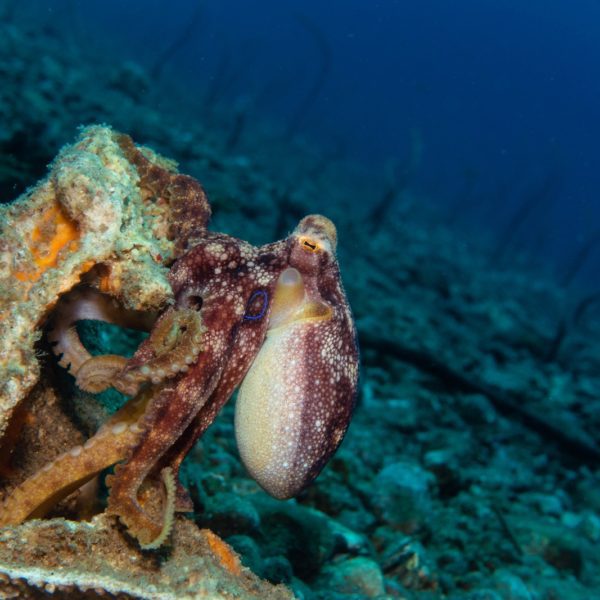 A speckled octopus is perched inside a rusty underwater structure, possibly an old container, on the ocean floor with deep blue water in the background.