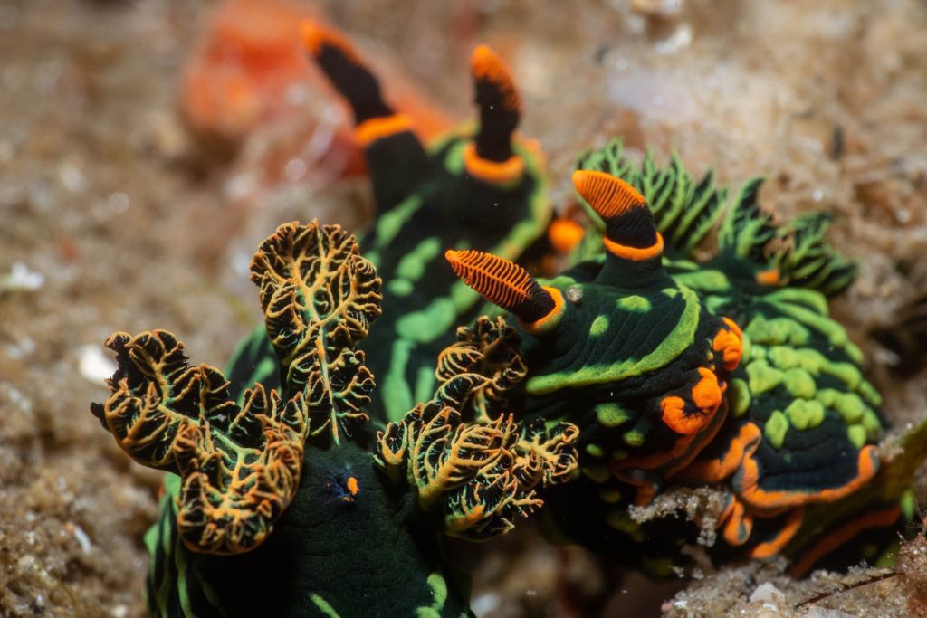 The image shows a vibrant nudibranch with green, black, and orange colors, intricate patterns, and bushy orange gills on its back, underwater.