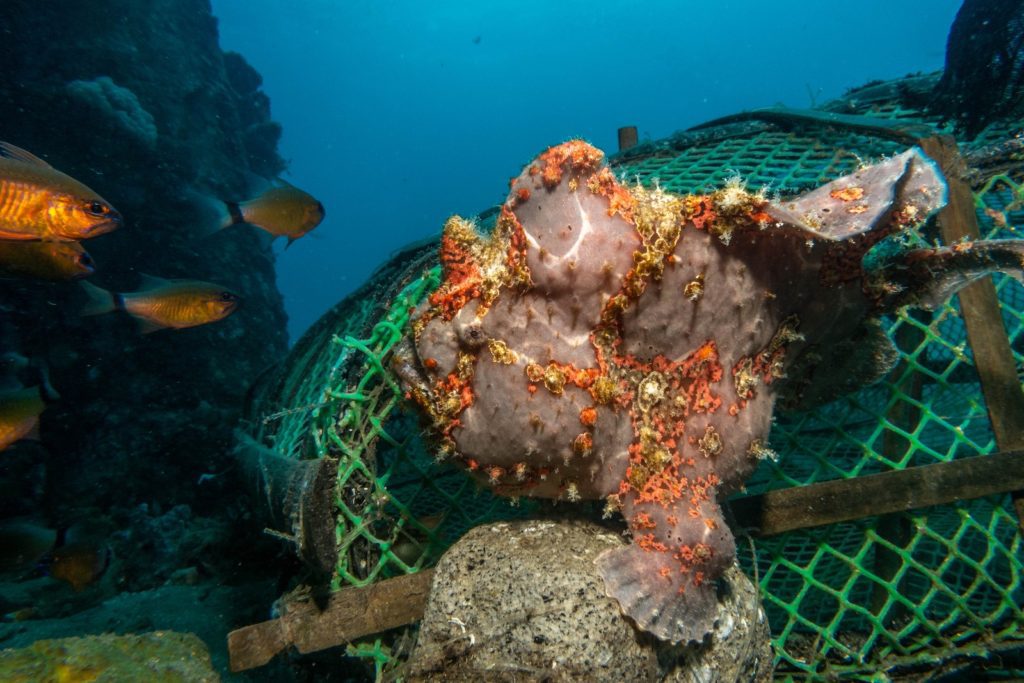 An underwater scene featuring coral growth on a sunken structure, surrounded by fish, highlighting aquatic life coexisting with human debris on the ocean floor.
