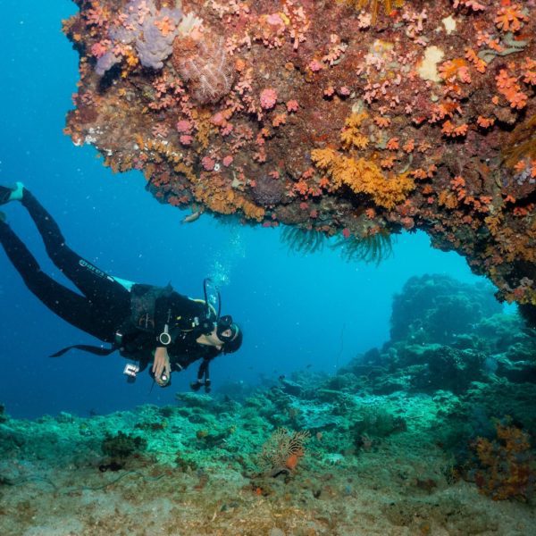 A person is scuba diving near a colorful coral reef. Underwater scenery features diverse marine life and varying shades of blue water.