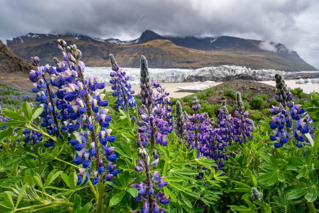 A field of vibrant purple lupine flowers in the foreground with a glacier and rugged mountains shrouded in clouds in the background, depicting a serene landscape.