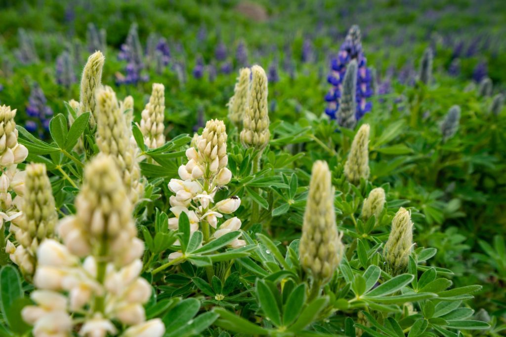 A field of lupines featuring clustered spires of white and purple flowers amidst green foliage, with one prominent purple bloom standing out against the blurred background.