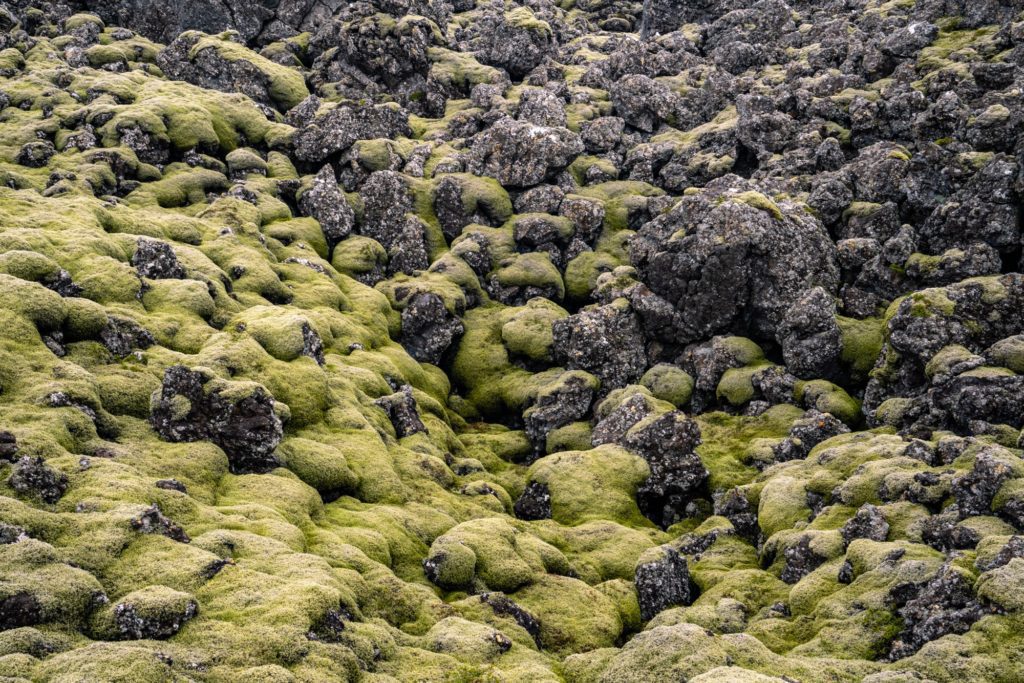 The image shows a rugged landscape of dark volcanic rocks covered in vibrant green moss, creating a textured and contrasting natural scene.