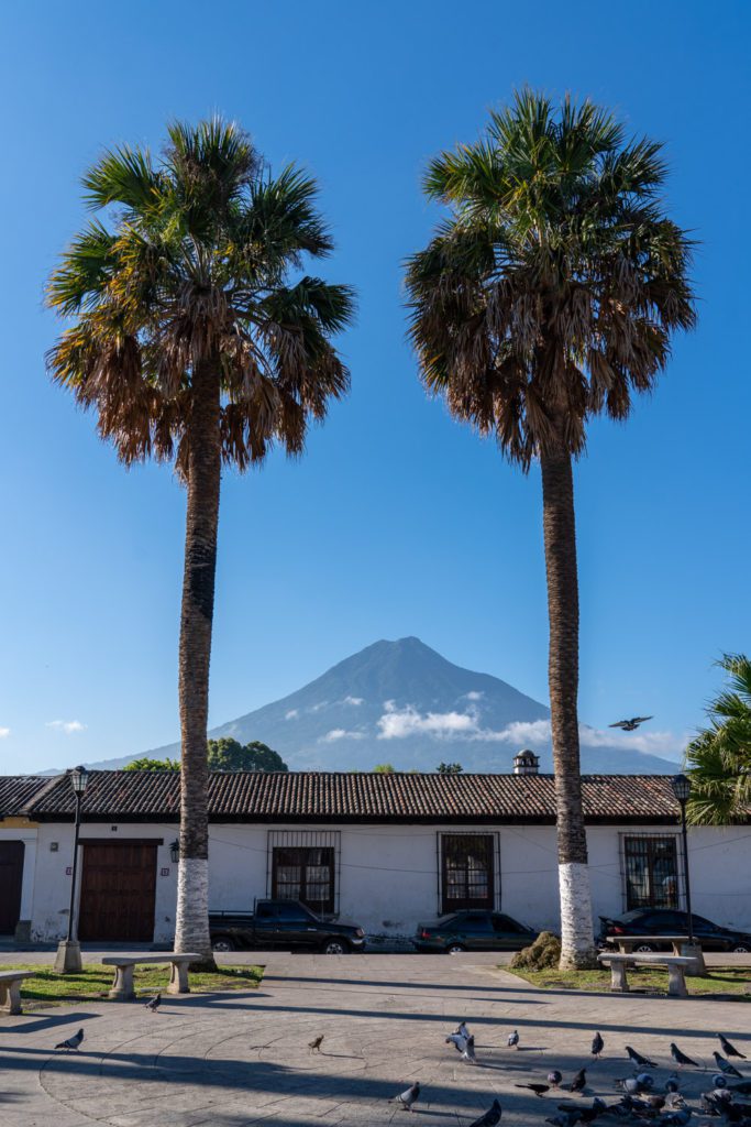 Two tall palm trees frame a view of a majestic volcano with a cloud-laden summit, while birds and pigeons populate the foreground in a serene plaza.