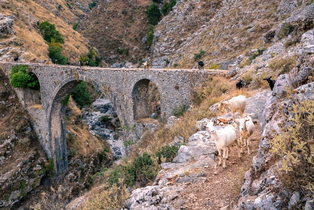 Ancient aqueduct and herd of goats.