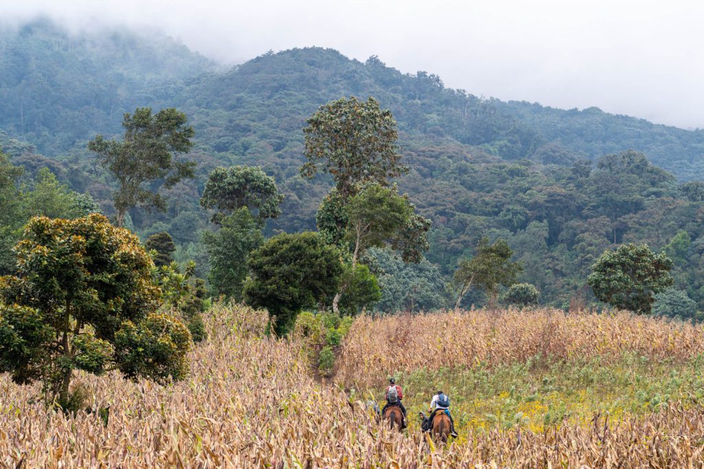 Two people on horseback traverse a dry cornfield with lush green mountains shrouded in mist in the background, depicting a serene rural landscape.