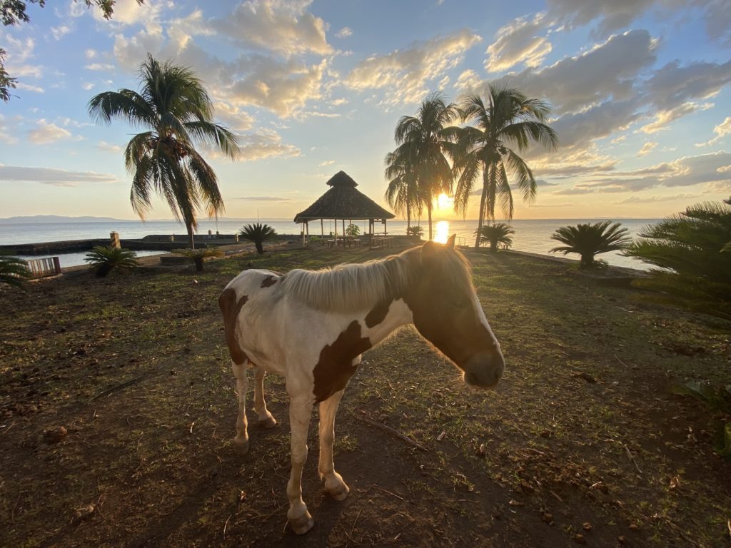 A piebald horse stands in a tropical setting with palm trees and a thatched gazebo, with the sun setting over a calm sea in the background.