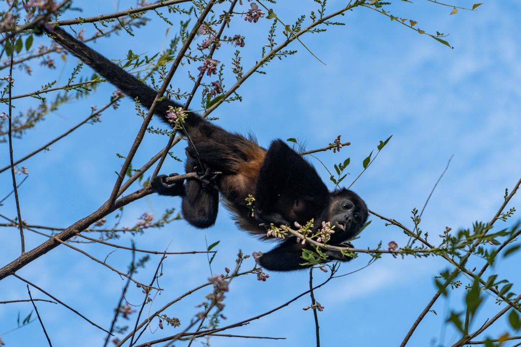 A monkey is hanging upside down from a tree branch, interacting with small flowers against a backdrop of clear blue sky.
