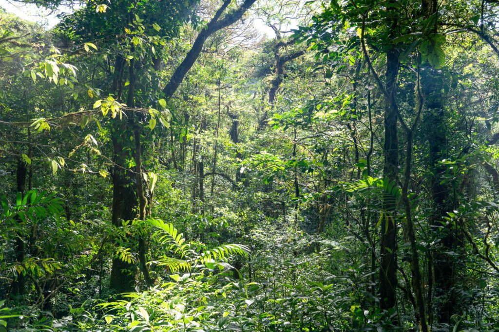 The image shows a dense tropical rainforest with lush green foliage. Sunlight filters through the canopy, illuminating the verdant undergrowth and diverse plant life.