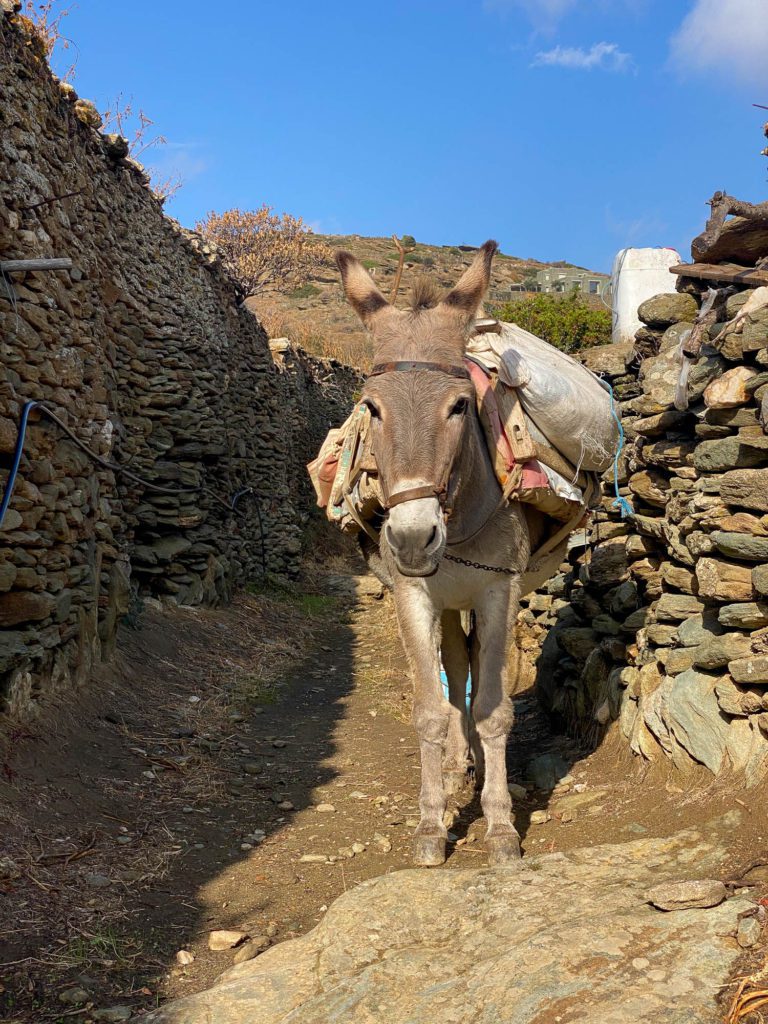 A donkey carrying bags walks down a narrow path flanked by stone walls under a blue sky, suggesting a rural or traditional setting.