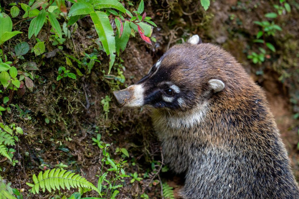 A coati with a brown and black fur coat is pictured in close-up, surrounded by lush green foliage and moss-covered earth.