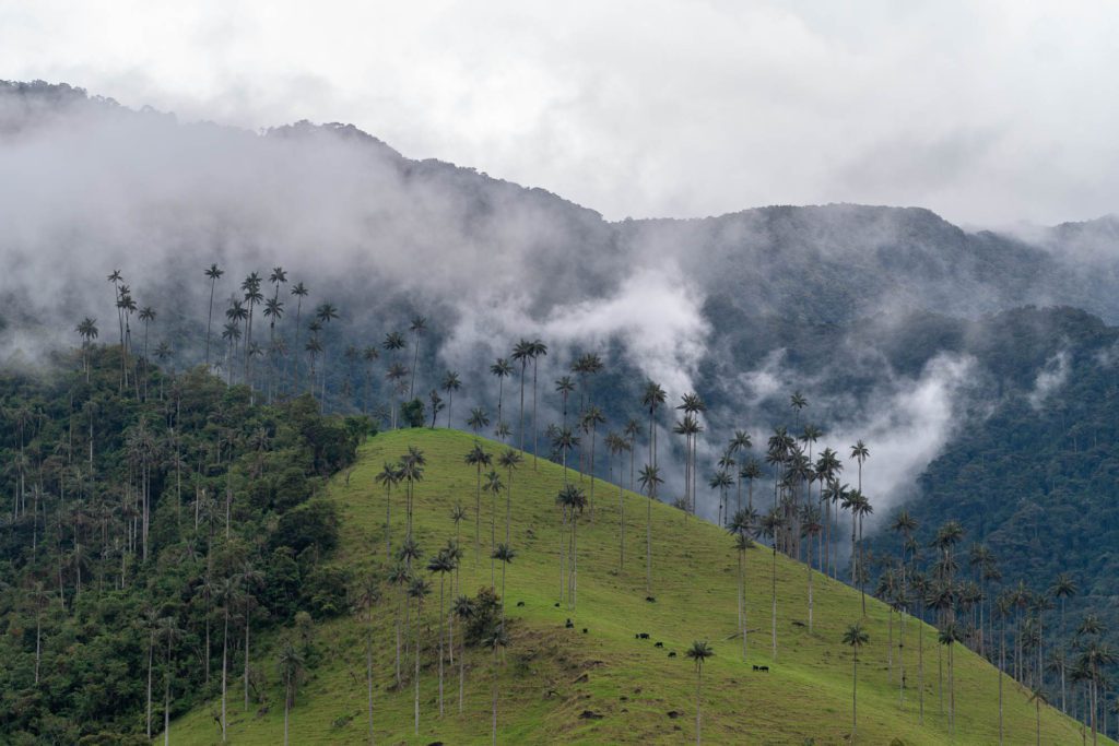 A lush green hill scattered with tall palm trees under a cloudy sky, with mist enveloping the forested mountain range in the background.
