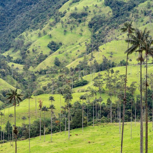 Lush green hills dotted with tall wax palm trees under a cloudy sky, showcasing a peaceful, rural landscape likely in the Cocora Valley, Colombia.