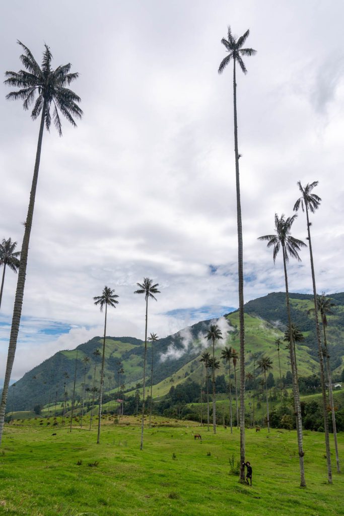 Tall wax palm trees rise prominently against a cloudy sky, with lush green hills in the background and grazing cattle in the foreground.