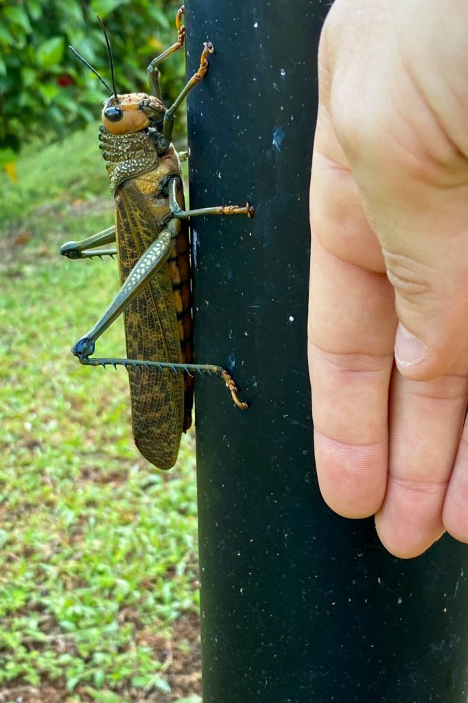 A large grasshopper clings to a vertical black pole beside a person's hand, illustrating the insect's size, with greenery in the soft-focus background.