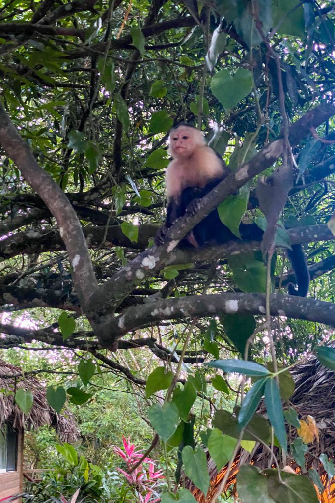 A capuchin monkey sits perched on a tree branch, surrounded by lush green foliage. Below, a thatched-roof structure is partially visible among the plants.