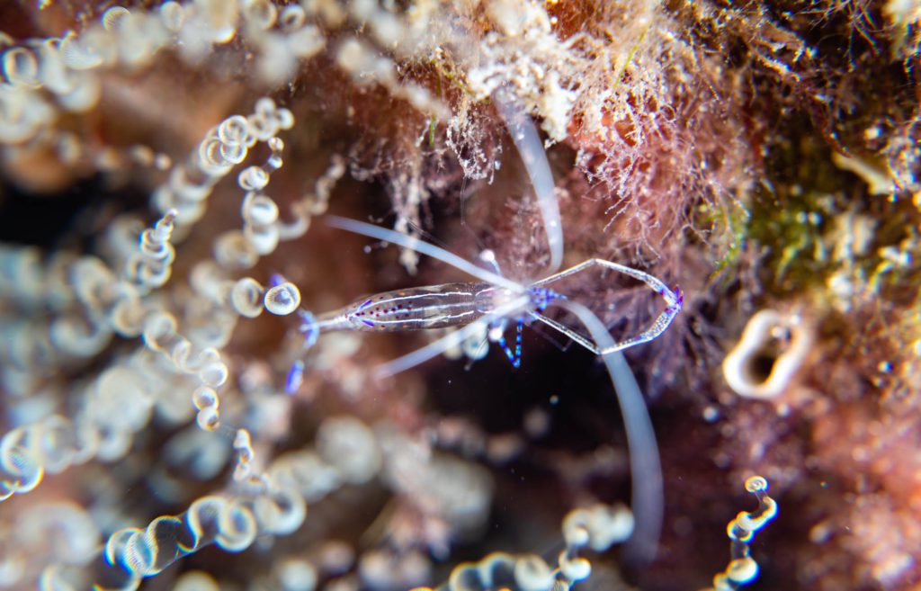 shrimp underwater Riviera Beach Florida